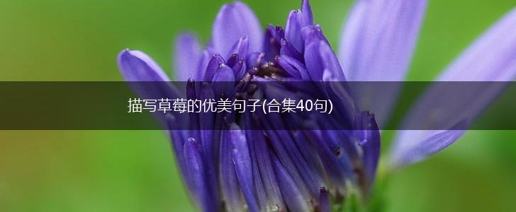 描写草莓的优美句子(合集40句),第1张
