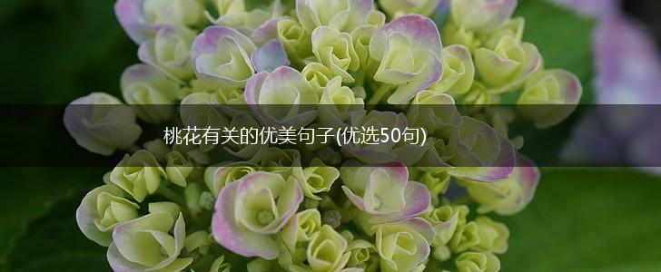桃花有关的优美句子(优选50句),第1张