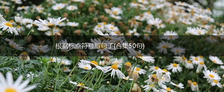 根据标点符号写句子(合集50句),第1张