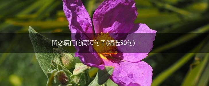 留恋厦门的简短句子(精选50句),第1张