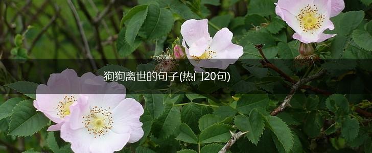 狗狗离世的句子(热门20句),第1张