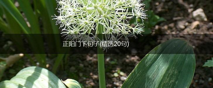 正阳门下句子(精选20句),第1张