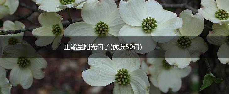 正能量阳光句子(优选50句),第1张