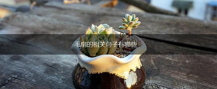 毛扇的相关句子有哪些,第1张