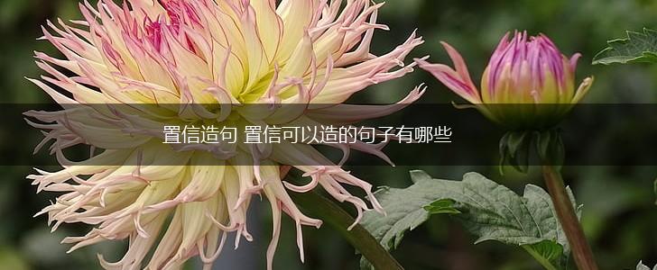 置信造句 置信可以造的句子有哪些,第1张