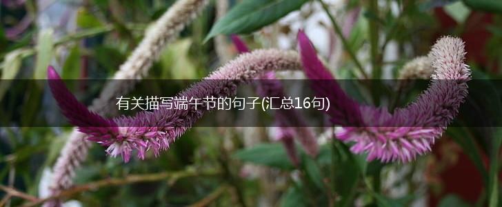 有关描写端午节的句子(汇总16句),第1张
