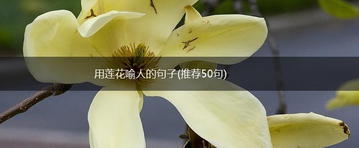 用莲花喻人的句子(推荐50句),第1张