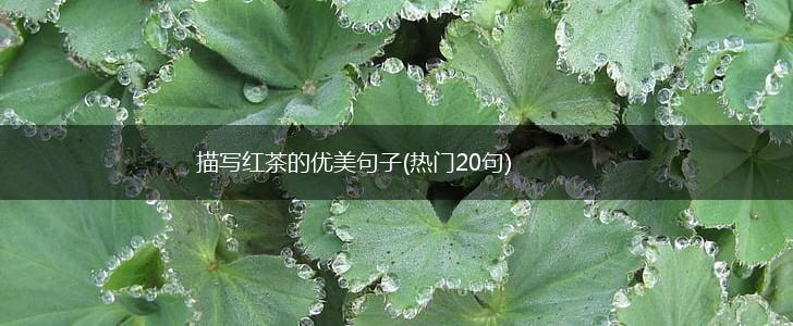 描写红茶的优美句子(热门20句),第1张