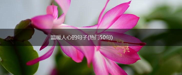 温暖人心的句子(热门50句),第1张