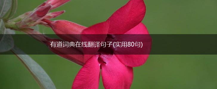 有道词典在线翻译句子(实用80句),第1张