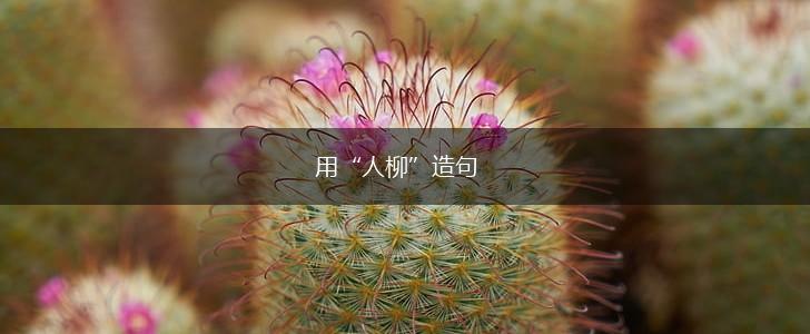 用“人柳”造句,第1张