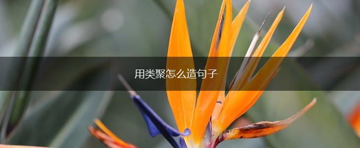 用类聚怎么造句子,第1张