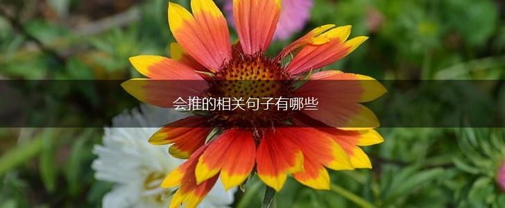 会推的相关句子有哪些,第1张