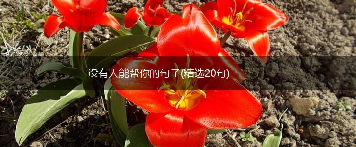 没有人能帮你的句子(精选20句),第1张