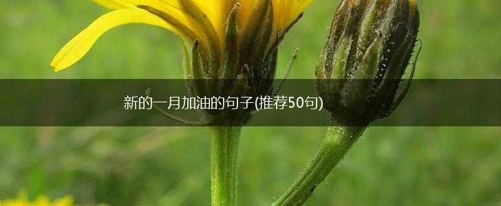 新的一月加油的句子(推荐50句),第1张
