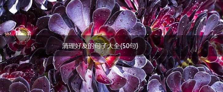 清理好友的句子大全(50句),第1张