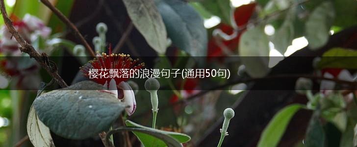 樱花飘落的浪漫句子(通用50句),第1张