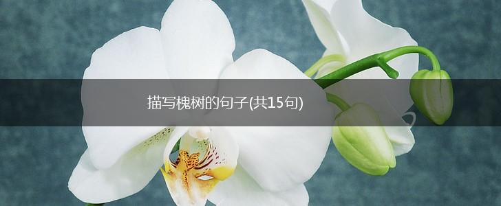描写槐树的句子(共15句),第1张