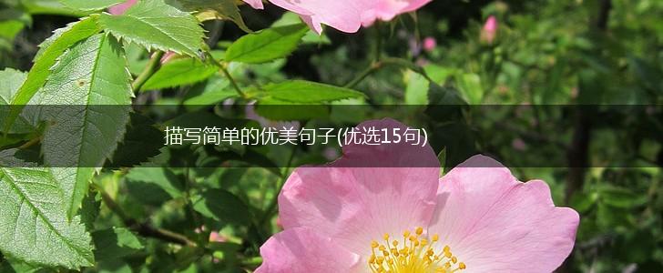 描写简单的优美句子(优选15句),第1张