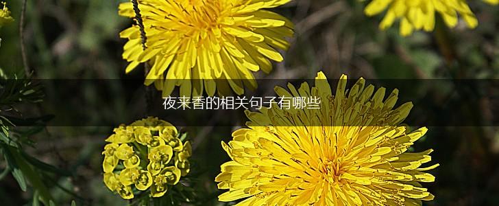夜来香的相关句子有哪些,第1张