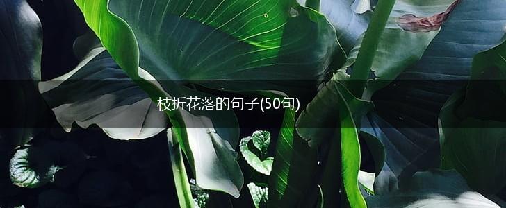 枝折花落的句子(50句),第1张