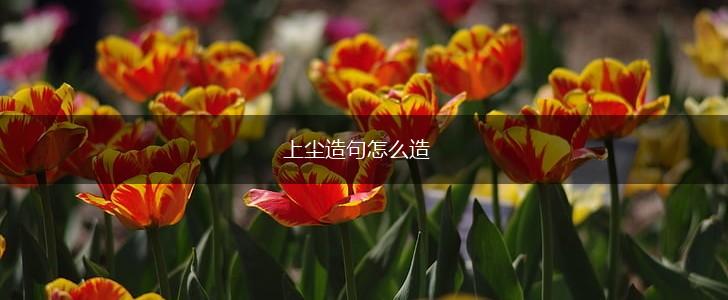 上尘造句怎么造,第1张
