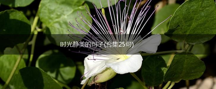 时光静美的句子(合集25句),第1张