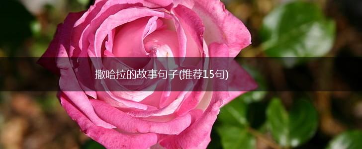 撒哈拉的故事句子(推荐15句),第1张
