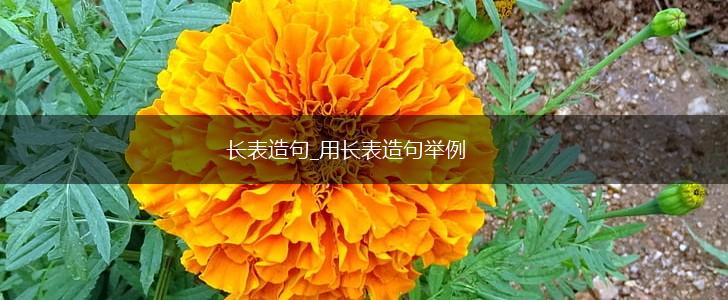 长表造句_用长表造句举例,第1张