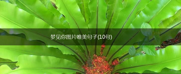 梦见你图片唯美句子(10句),第1张