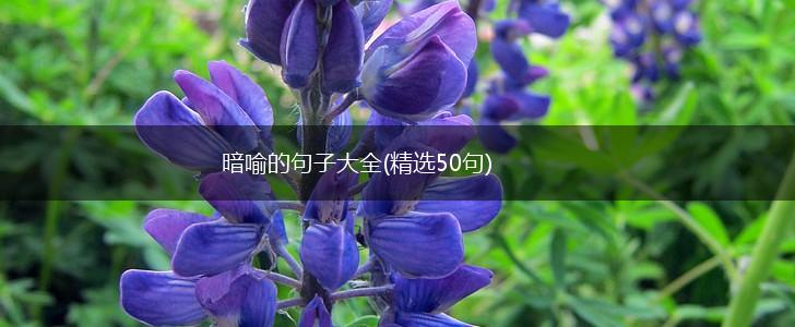 暗喻的句子大全(精选50句),第1张