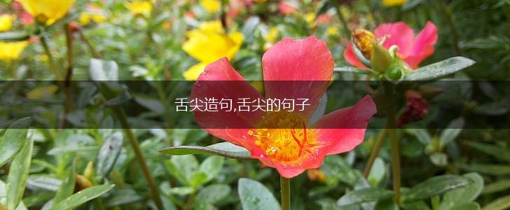舌尖造句,舌尖的句子,第1张