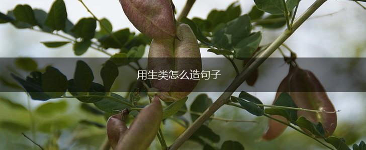 用生类怎么造句子,第1张