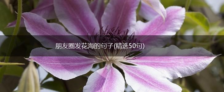 朋友圈发花海的句子(精选50句),第1张