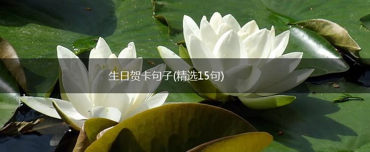 生日贺卡句子(精选15句),第1张