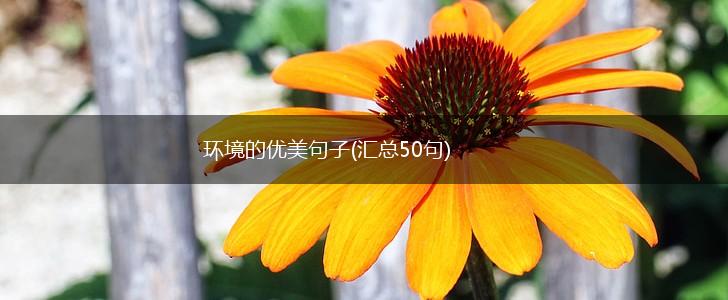 环境的优美句子(汇总50句),第1张