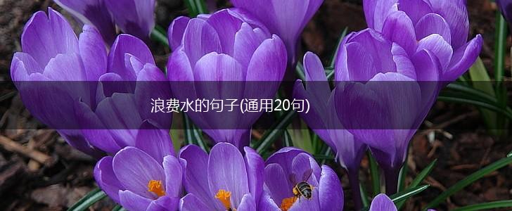浪费水的句子(通用20句),第1张