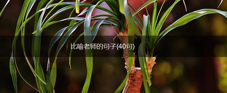 比喻老师的句子(40句),第1张