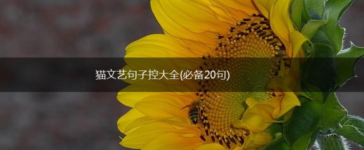 猫文艺句子控大全(必备20句),第1张