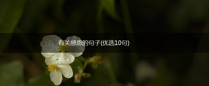 有关感恩的句子(优选10句),第1张