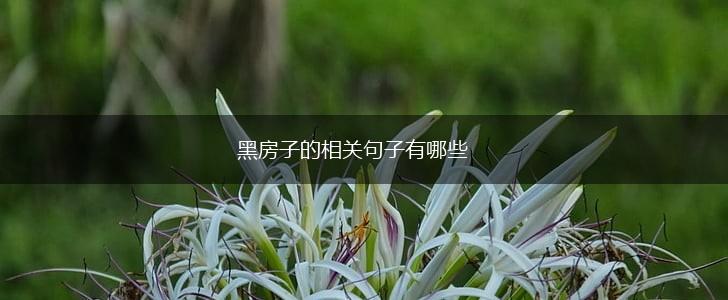 黑房子的相关句子有哪些,第1张