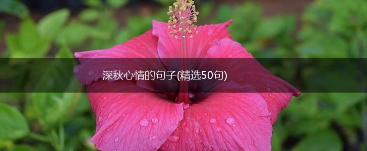 深秋心情的句子(精选50句),第1张