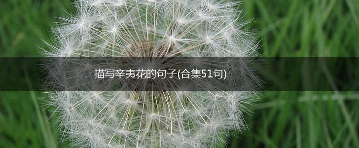 描写辛夷花的句子(合集51句),第1张