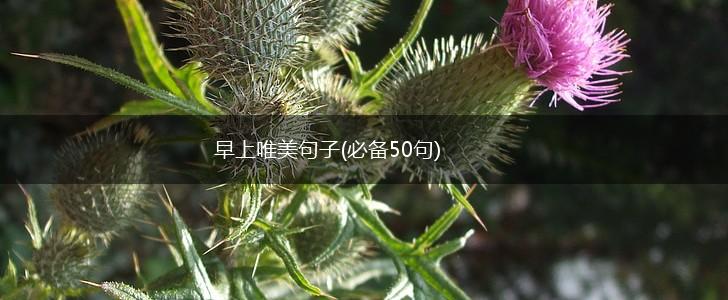 早上唯美句子(必备50句),第1张