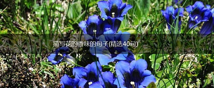 描写花的香味的句子(精选40句),第1张