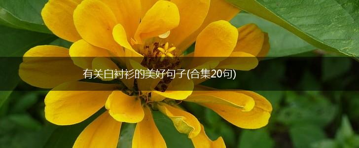 有关白衬衫的美好句子(合集20句),第1张