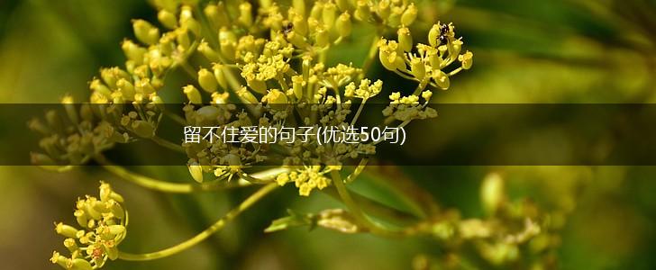 留不住爱的句子(优选50句),第1张