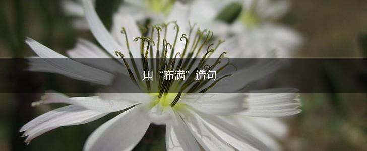用“布满”造句,第1张