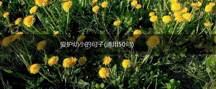 爱护幼小的句子(通用50句),第1张