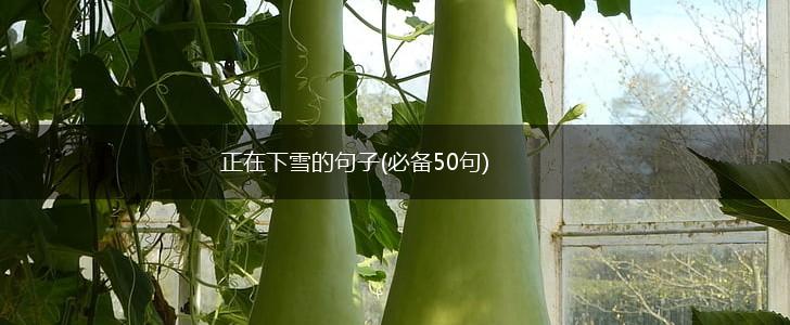 正在下雪的句子(必备50句),第1张